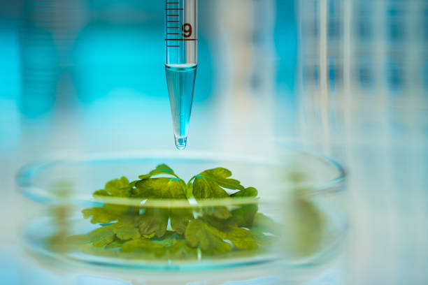 Plants in laboratory. Genetic modification concept.